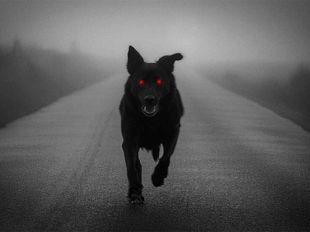 The Black Dog