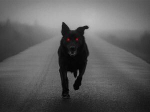 The Black Dog